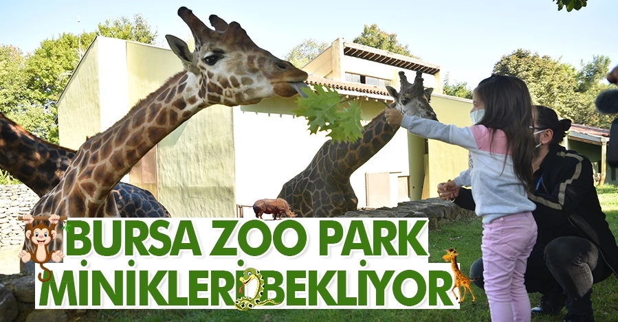 Bursa Zoo Park, Kurban Bayramı