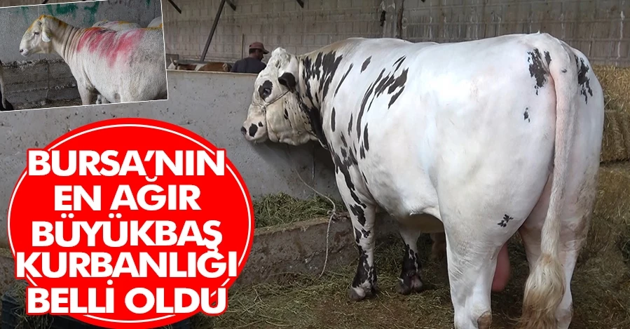 Bursa’nın en ağır büyükbaş kurbanlığı 1 ton 50 kilogram ağırlığı ile “Paşa”   