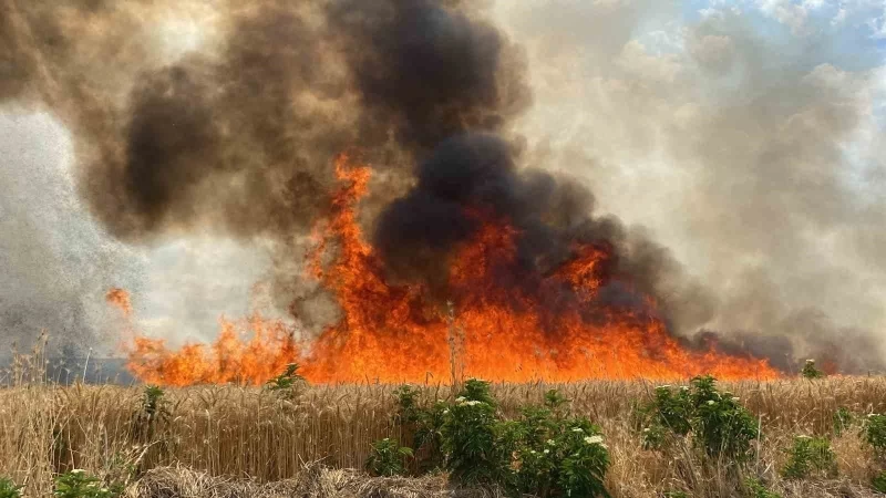 47 dönüm buğday tarlası 10 dakikada cayır cayır yandı
