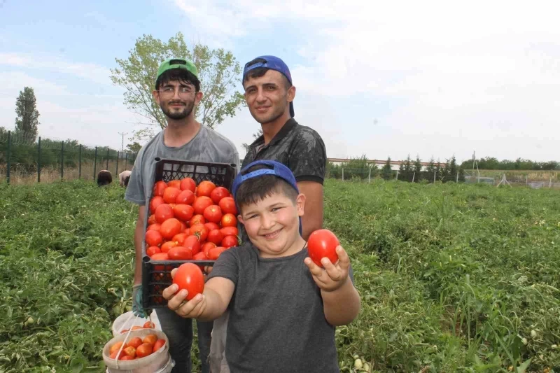 40 derece kavurucu sıcakta domates hasadı
