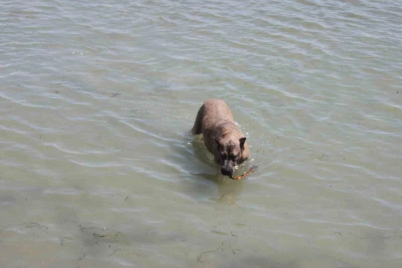 Köpeğin deniz keyfi: Hem serinliyor hem oynuyor
