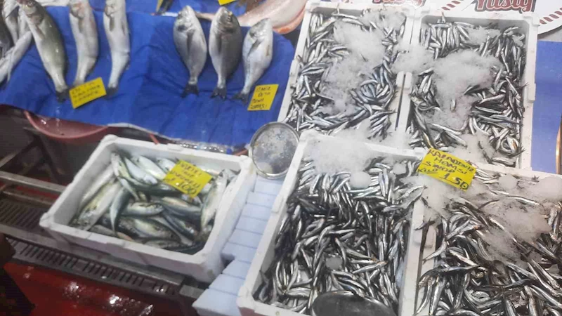 Av yasağının kalkmasıyla balık pazarlarında tezgahlar dolup taştı

