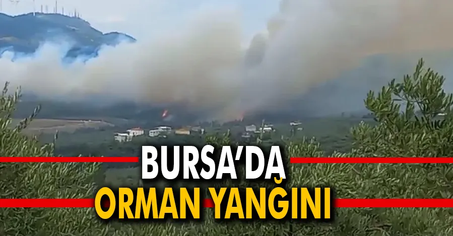  Bursa’da orman yangını   