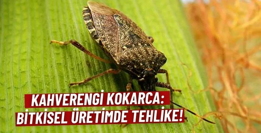 Kahverengi kokarca: bitkisel üretimde tehlike!