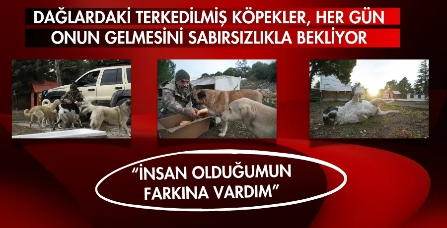 Dağlardaki terkedilmiş köpekler, her gün onun gelmesini sabırsızlıkla bekliyor