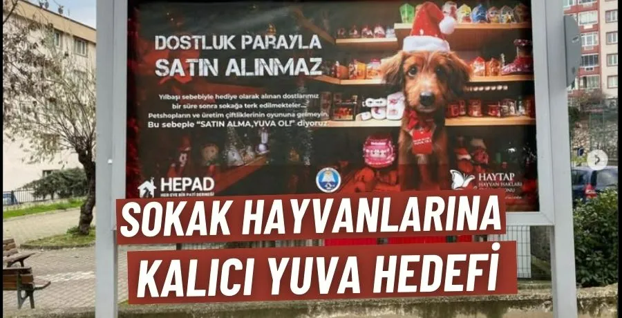 Sokak hayvanlarına kalıcı yuva hedefi