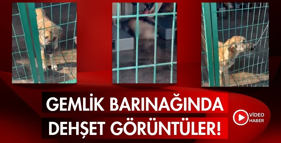 Gemlik barınağında dehşet görüntüler!