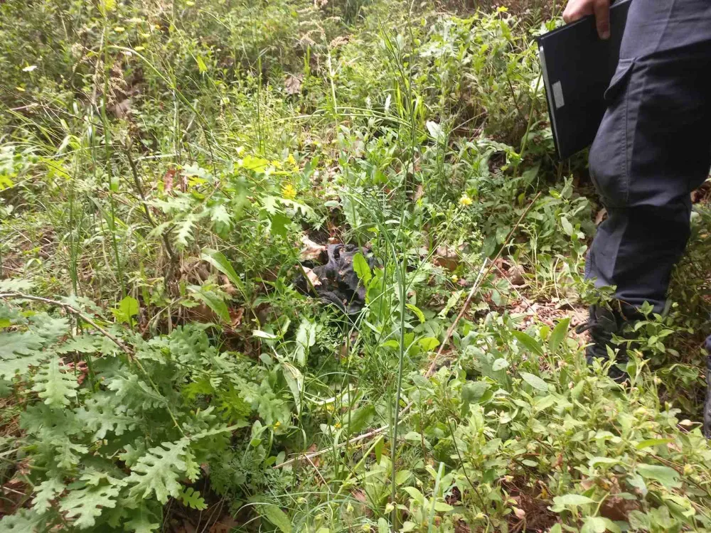 Kadavra köpekleri ormanda Korhan Berzeg’e ait iz arıyor
