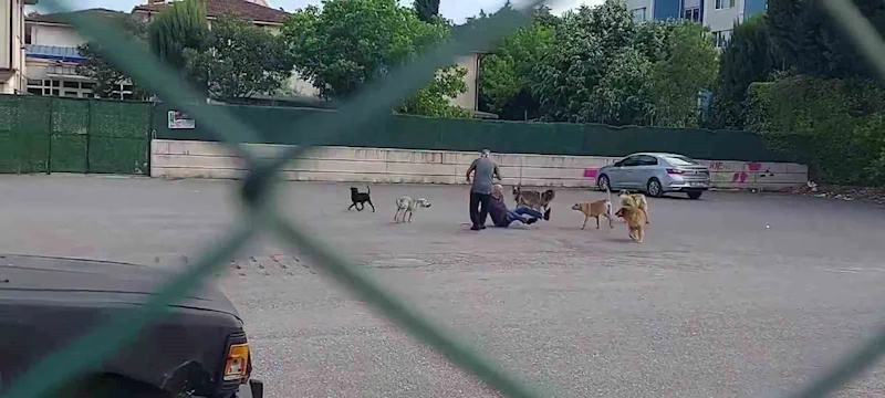 Sokak ortasında 10 köpeğin saldırısına uğradı