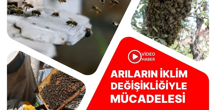 Yerli ırk arılar iklim değişikliğiyle mücadele ediyor