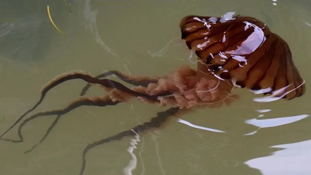 Mudanya’da tehlikeli deniz anaları ortaya çıktı