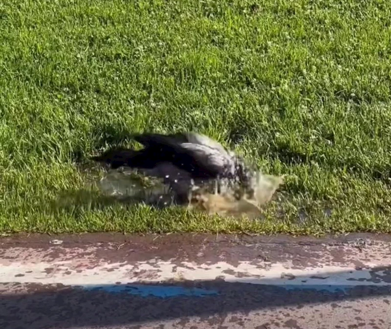 Kadıköy’de sıcaktan bunalan köpekler denize girerek serinledi
