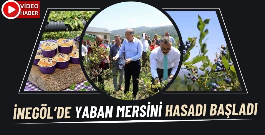 İnegöl’de yaban mersini hasadı başladı