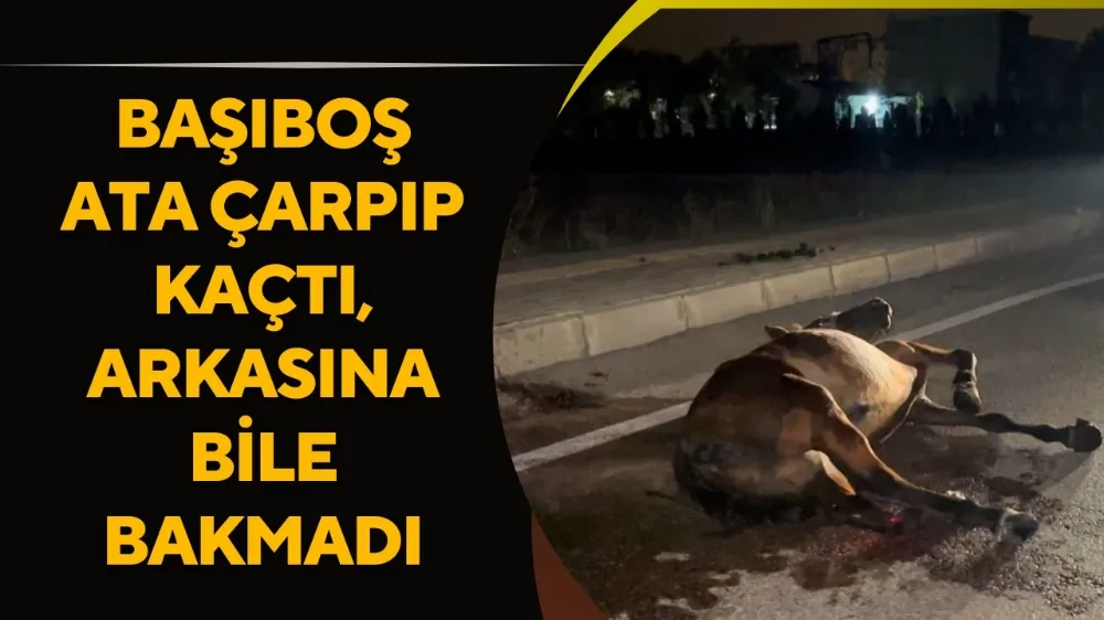 Başıboş ata çarpıp kaçtı, arkasına bile bakmadı