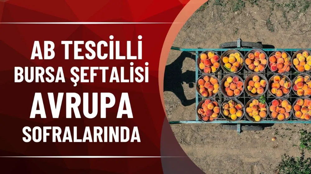   AB tescilli Bursa şeftalisi Avrupa sofralarında 