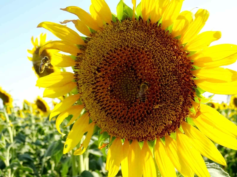 Kırklareli gündöndüler ile sarıya boyandı
