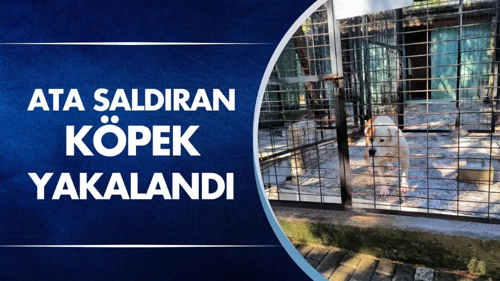 Ata saldıran köpek yakalandı