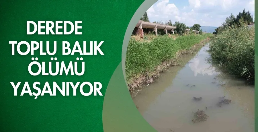  Derede toplu balık ölümü yaşanıyor