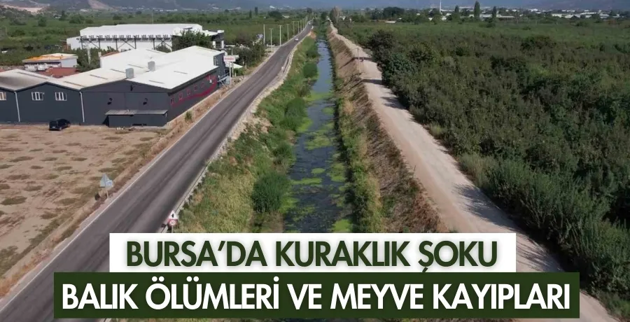 Bursa’da kuraklık şoku: Balık ölümleri ve meyve kayıpları