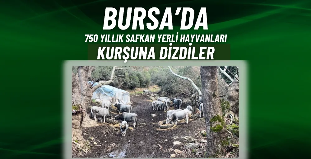 Bursa’da 750 yıllık safkan yerli hayvanları kurşuna dizdiler