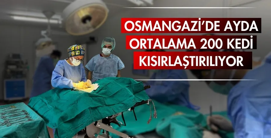 Osmangazi’de ayda ortalama 200 kedi kısırlaştırılıyor