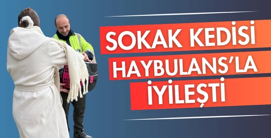 Sokak kedisi Haybulans’la iyileşti