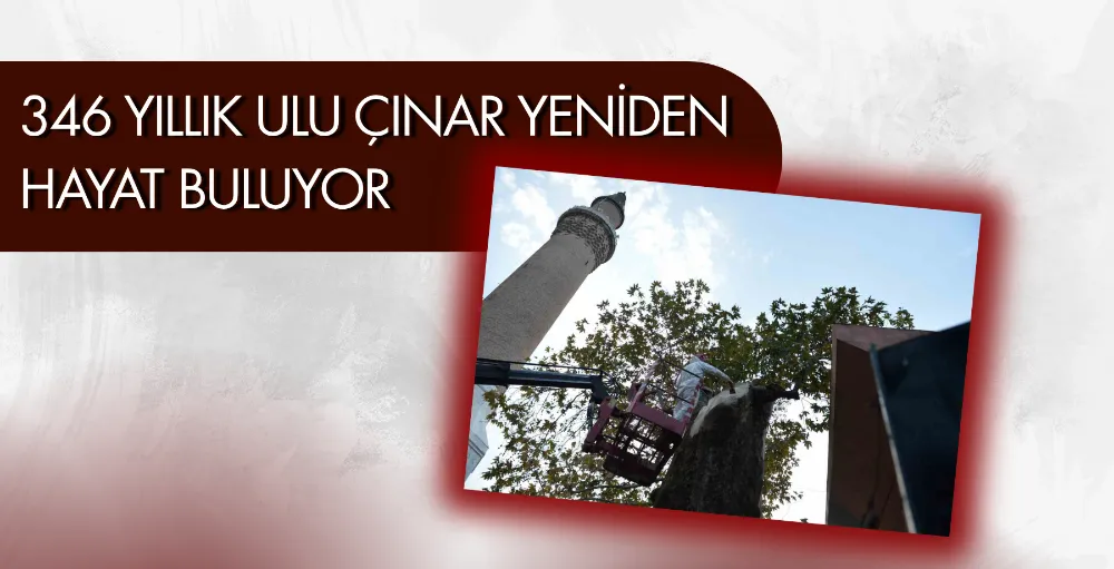 346 yıllık ulu çınar yeniden hayat buluyor
