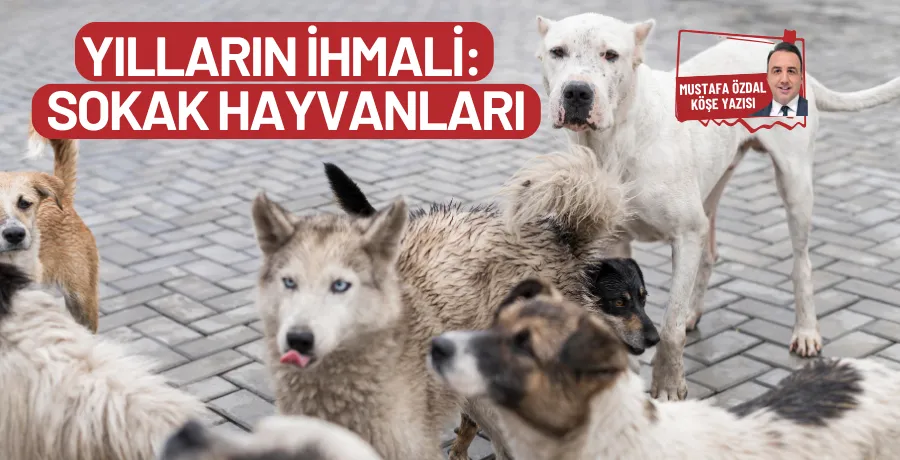 Yılların ihmali: Sokak hayvanları