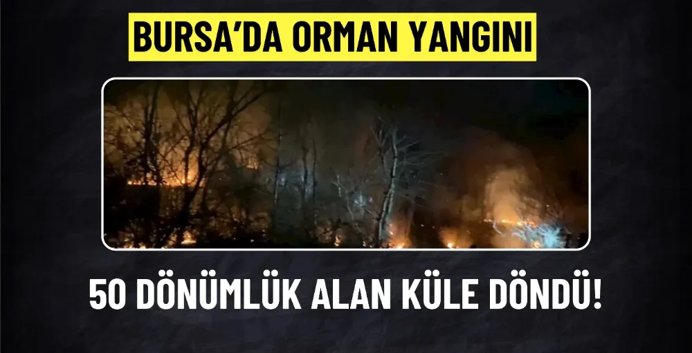 Bursa’da ormanlık alanda yangın