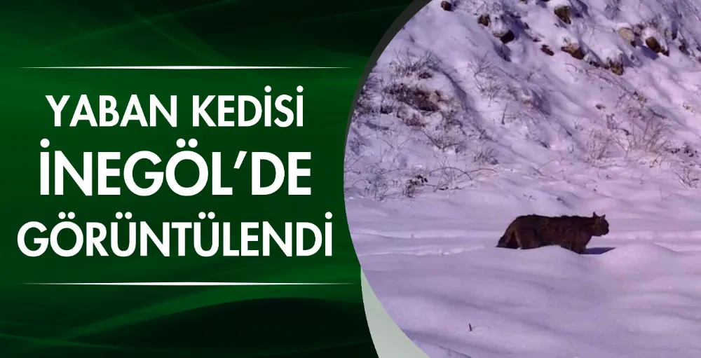 Yaban kedisi İnegöl’de görüntülendi