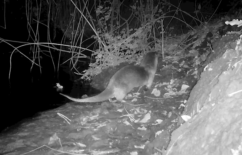 Nesli tükenmekte olan su samurunu fotokapanla görüntüledi: Sevinçten havaya uçtu
