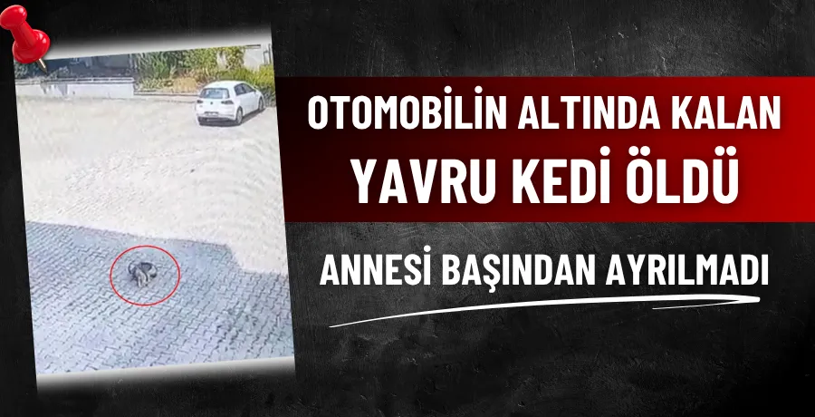 Otomobilin altında kalan yavru kedi öldü, annesi başından ayrılmadı