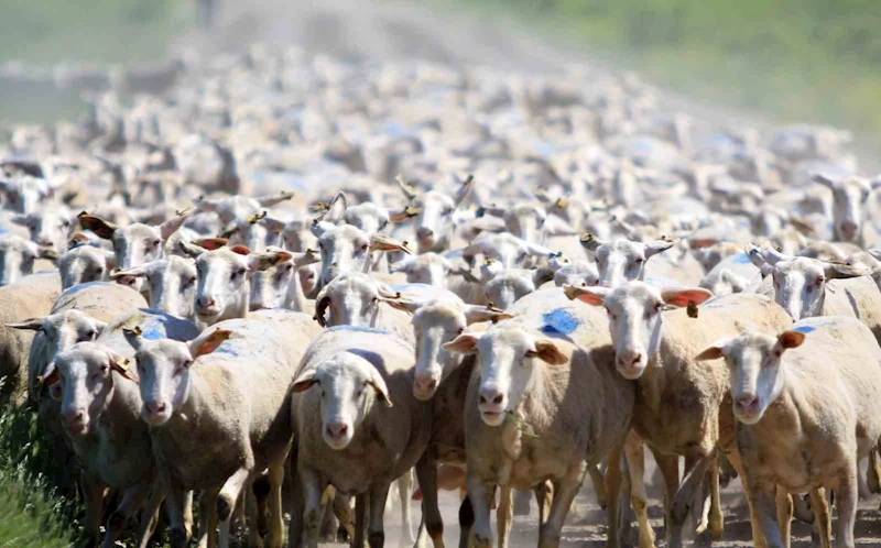 TİGEM Karacabey, hem üreticiye hem ekonomiye katkı sunuyor
