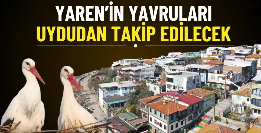 Yaren’in yavruları, uydudan takip edilecek