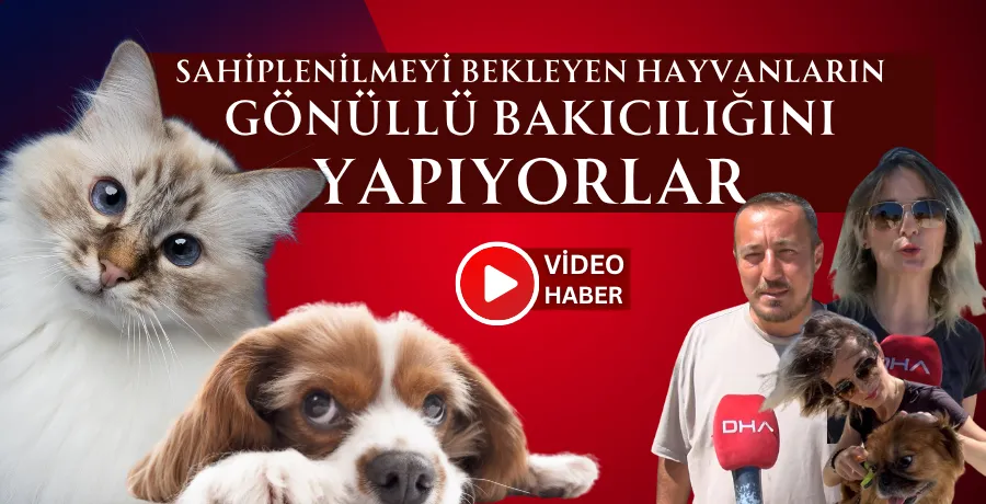 Sahiplenilmeyi bekleyen hayvanların gönüllü bakıcılığını yapıyorlar