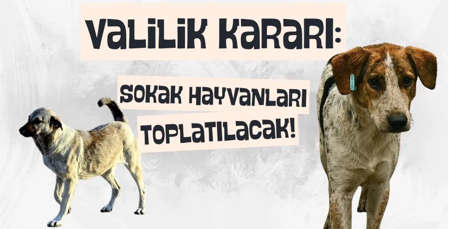 Sahipsiz sokak hayvanları için toplatma kararı!