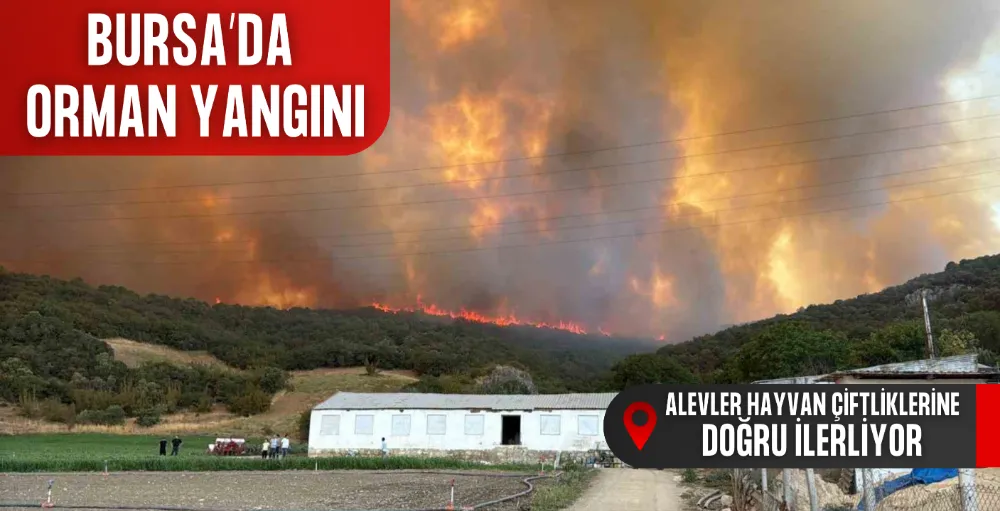 Orman yangınındaki alevler, hayvan çiftliklerine doğru ilerliyor