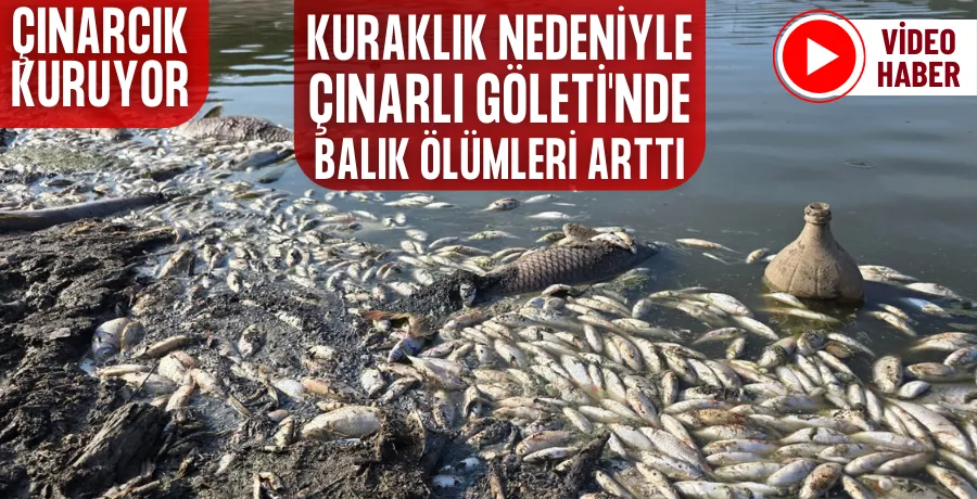 Kuraklık nedeniyle Çınarlı Göleti