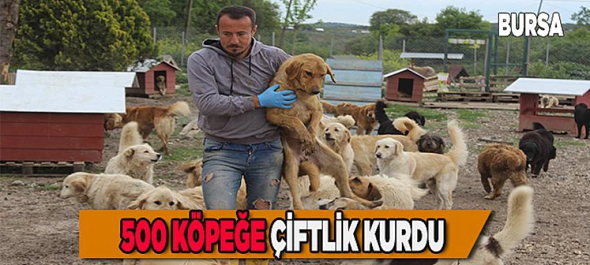 Sokak hayvanları için çiftlik kurdu, 500 köpeği besleyip sahiplendiriyor