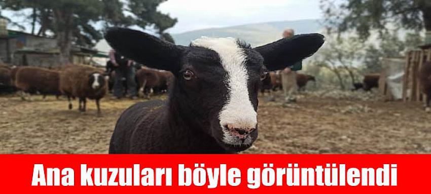 Ana kuzuları böyle görüntülendi